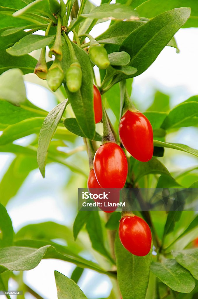 goji berry - Foto de stock de Arbusto libre de derechos