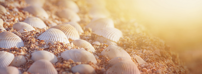 Summer background - seashells on the sand on the shore of the sea beach. Horizontal banner with copy space for text
