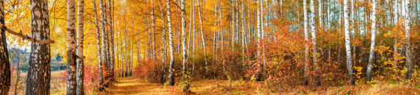 birch grove on sunny autumn day, beautiful landscape, panorama, horizontal banner - forest road nature birch tree imagens e fotografias de stock