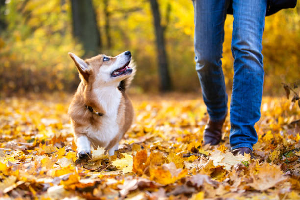 istock Dog walk through a park with colourful autumn leaves 1350257472