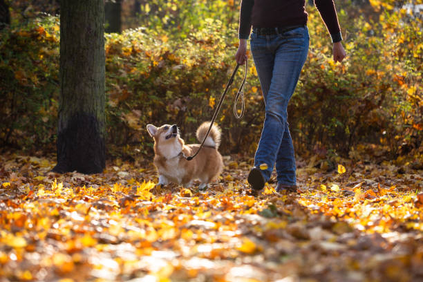 istock Dog walk through a park with colourful autumn leaves 1350257498