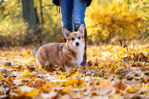 istock Dog walk through a park with colourful autumn leaves 1350257499