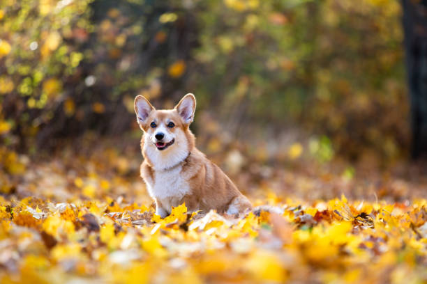 Retrato de un perro sentado en el parque con coloridas hojas de otoño - foto de stock