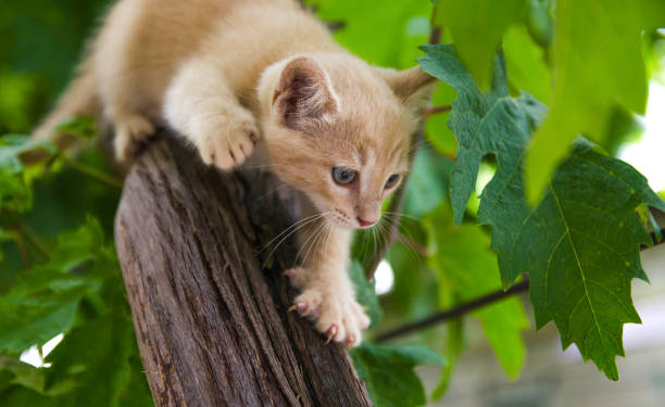 side view of kitty climbing tree and playing outdoors. gray fence in background.