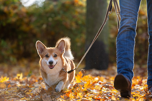 Dog walk with a corgi through a park with colourful autumn leaves