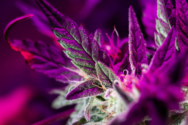 каннабис растет под светодиодным растением макро марихуаны - flower purple macro bud стоковые фото и изображения