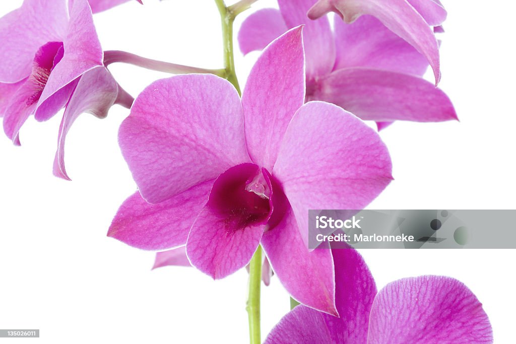 Storczyk orchid - Zbiór zdjęć royalty-free (Bez ludzi)