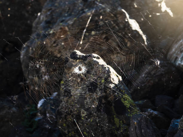 istock Bright spider web with a spider cross in the center on a dark natural background. 1350263075
