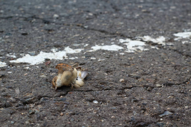 pájaro muerto tirado al costado de la carretera. un gorrión atropellado por un coche en el asfalto. - accident animal bird animal body fotografías e imágenes de stock