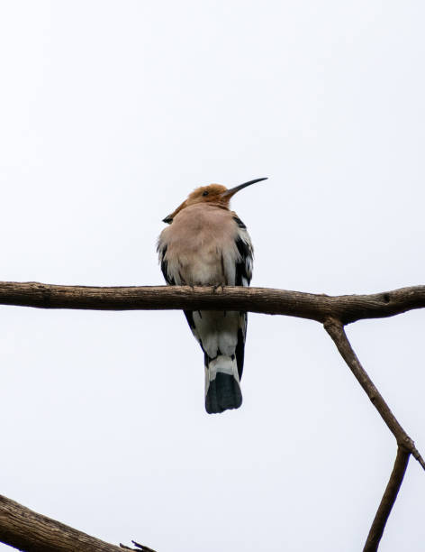 istock The Eurasian hoopoe (Upupa epops) standing on a tree branch 1350264172
