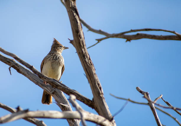 istock Thekla's Lark Galerida Theklae perching on a dead tree 1350264273