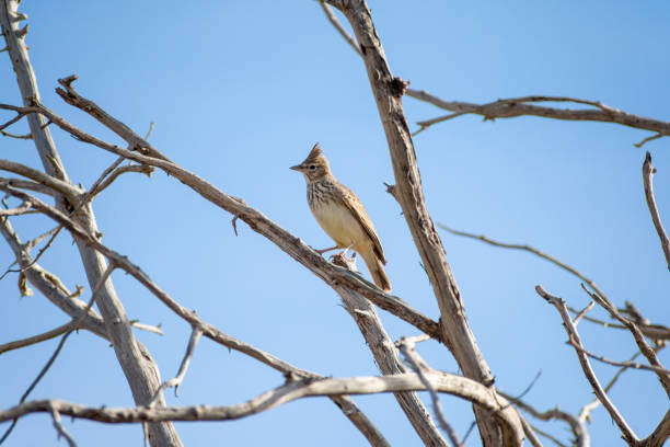 istock Thekla's Lark Galerida Theklae perching on a dead tree 1350264295