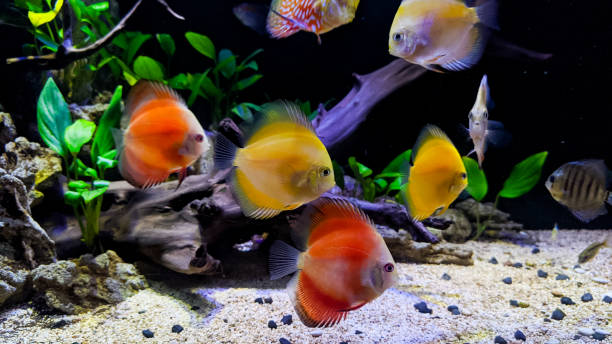 Discus fish in a fish tank Discus fish in a fish tank. Discus fish in a fish tank.  fish swimming with aquascape background discus fish stock pictures, royalty-free photos & images