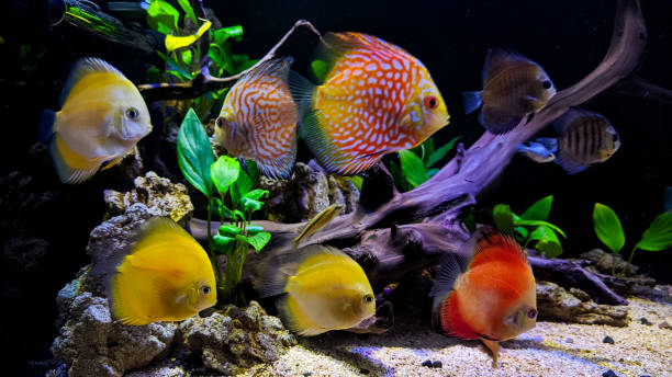 istock Discus fish in a fish tank 1350264328