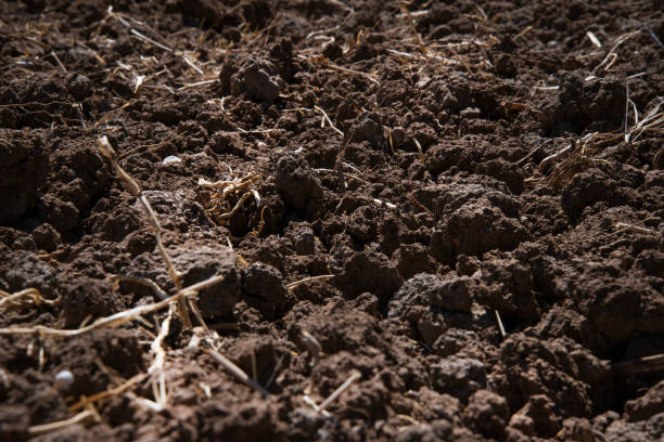 istock Plowed soil close-up image. There are also straws in between. Suitable for background 1350264420