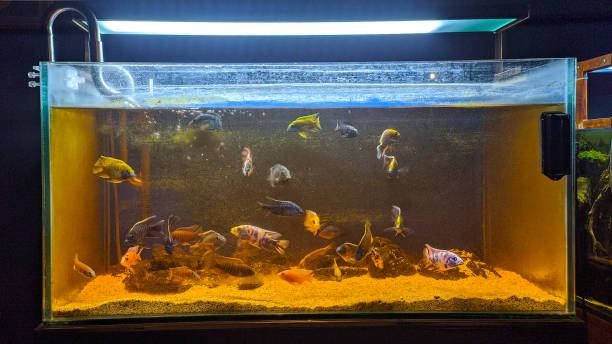 istock Dirty and mossy fish tank 1350264521
