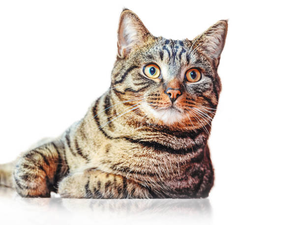 istock Striped cat isolated on white background . 1350265748
