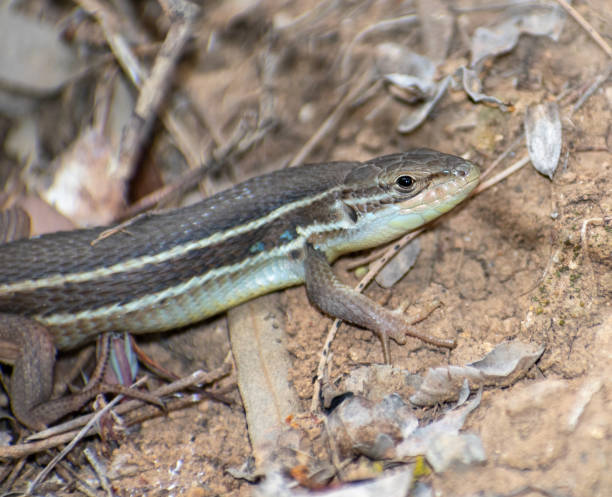 istock Psammodromus algirus, known commonly as the Algerian psammodromus, 1350266631
