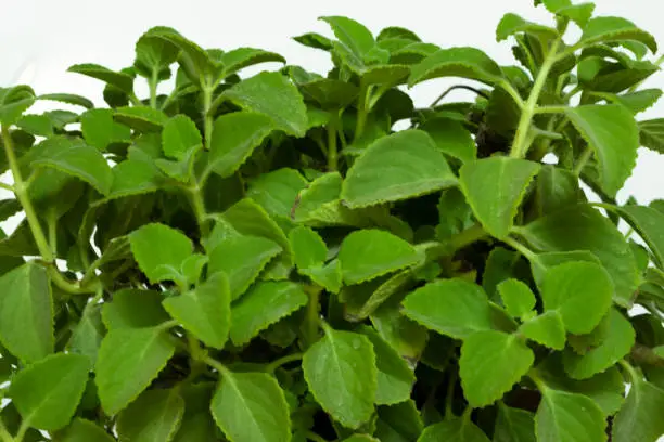 Closeup Image Of Kerala Ayurvedic Plant Coleus Barbatus Or Panikoorka. Selective Focus