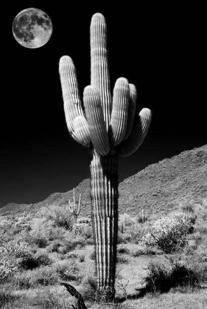 istock Arizona Sonora desert with full moon 1350268140