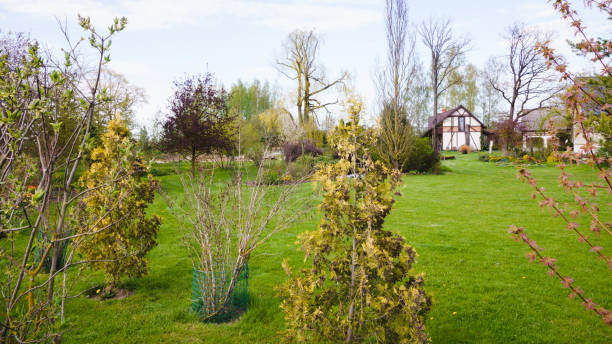 istock Wide green lawn, ornamental shrubs 1350268588