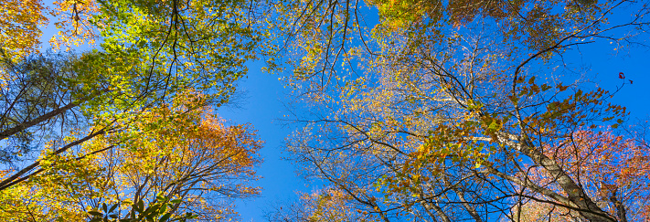 Colorful trees in autumn park. Looking up through a forest of colorful trees in Blue Ridge Mountains. Colorful autumn background.  Near  Asheville, North Carolina, USA. Image for banner or web header
