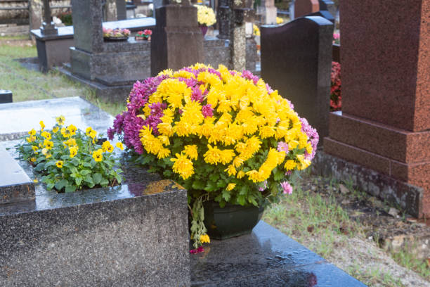 istock Chrysanthemum plants on tombstones 1350270597