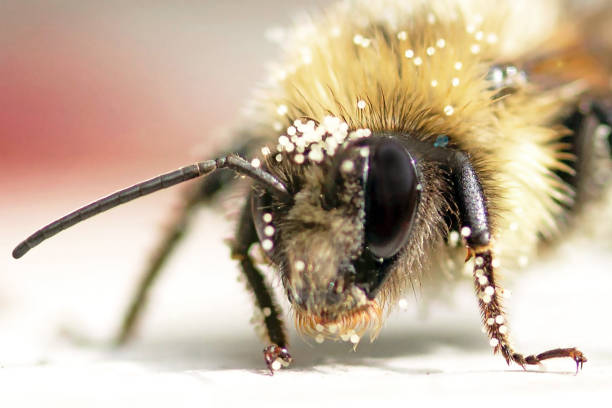 istock Honeybee full of pollen up-close 1350270731