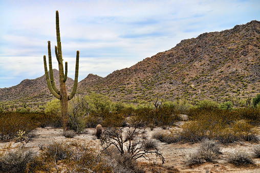 The Sonora desert and San Tan Mountains in central Arizona USA