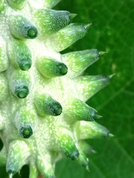 istock Kiwano fruit close up - food background photo. Full frame. 1350271659