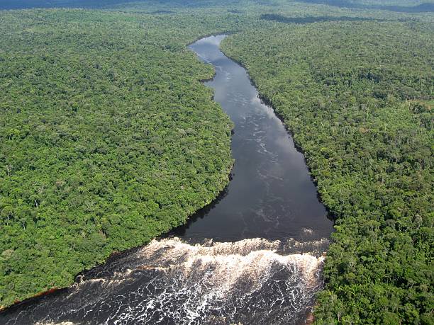 tropicale fiume amazon - ecological reserve foto e immagini stock