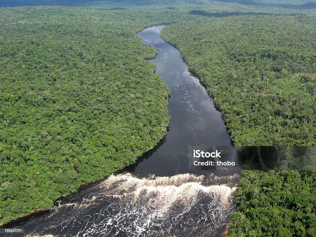 Tropikalnych Amazonka - Zbiór zdjęć royalty-free (Nizina Amazonki)
