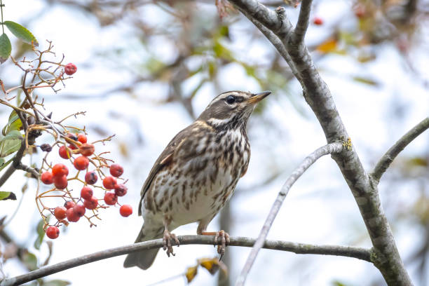istock Redwing Turdus iliacus bird eating berries 1350272117