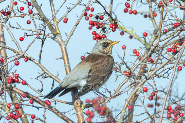 istock Fieldfare bird, Turdus pilaris, eating berries 1350272119