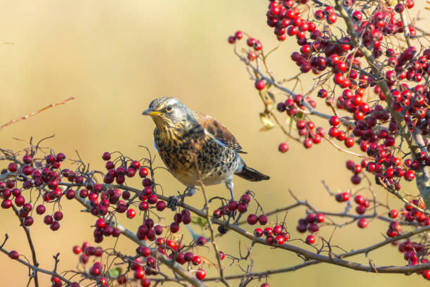 istock Fieldfare bird, Turdus pilaris, eating berries 1350272120