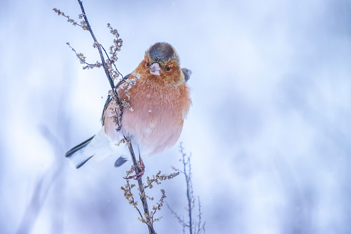 Yellowhammer sitting in a tree in winter with snow on it´s mouth