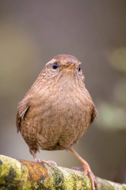 istock Eurasian Wren bird, Troglodytes troglodytes, display, singing and mating during Springtime 1350272149