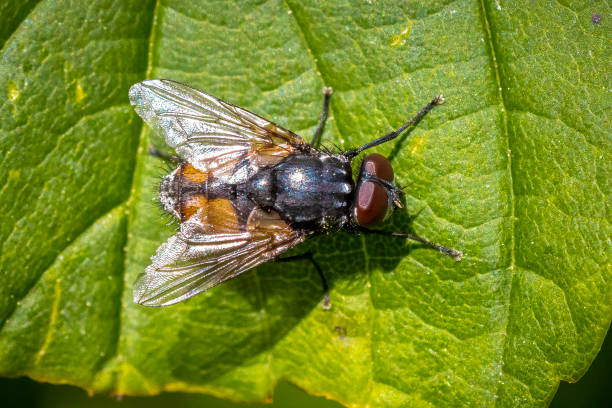 istock Musca autumnalis, the face fly or autumn housefly resting on a leaf 1350272168
