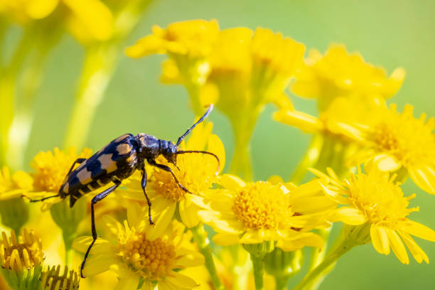 Leptura quadrifasciata, the longhorn beetle, walking yellow flowers Leptura quadrifasciata, the longhorn beetle, walking yellow flowers. long horn beetle stock pictures, royalty-free photos & images