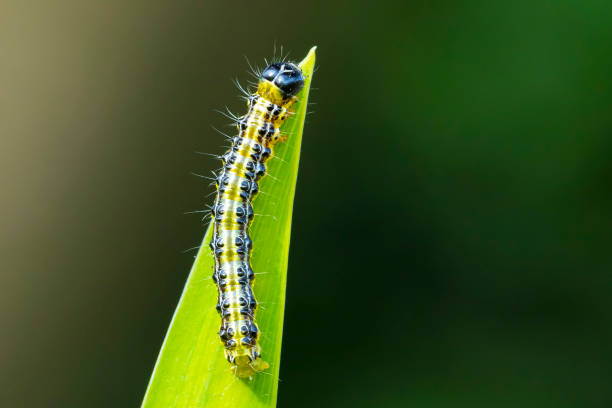 Closeup of a Box tree moth caterpillar, Cydalima perspectalis, feeding on leaves. An invasive species in Europe and has been ranked the top garden pest.