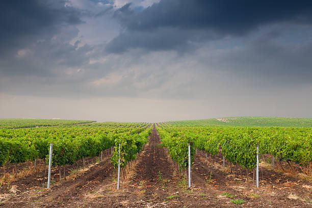 istock Beautiful rows of grapes before harvesting 135027657