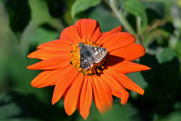 Common Checkered-Skipper feeding on orange colored Mexican sunflower. This butterfly is strikingly marked and flies in gardens, parks, fields, roadsides, riverbanks, lowlands and foothills.