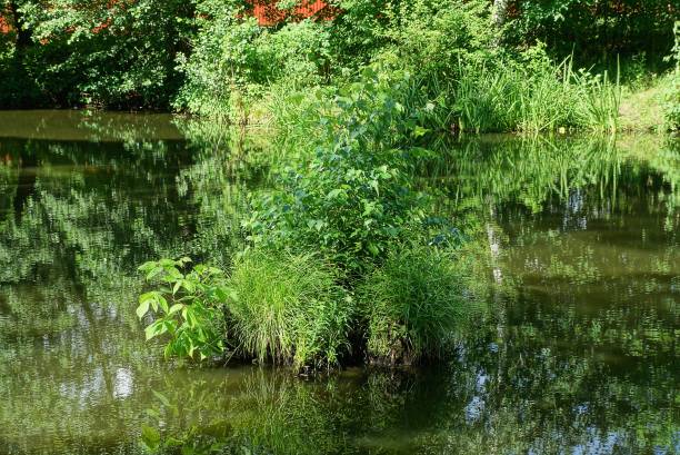 istock one green bush with grass grows in the muddy water 1350277676
