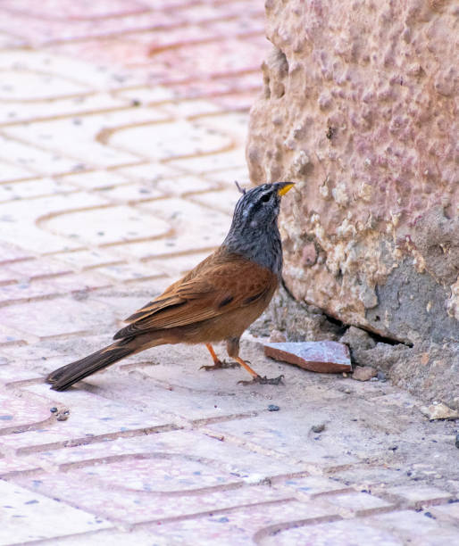 istock House Bunting (Emberiza sahari) in Biskra, Algeria 1350279961