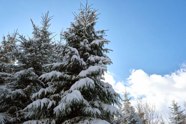 istock Closeup of pine tree branches covered with fresh fallen snow in winter mountain forest on cold bright day. 1350280019