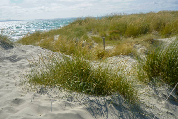 istock Grass growing on sand dunes by the ocean 1350281657