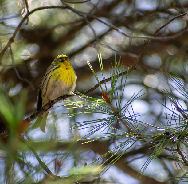 istock The European serin (Serinus serinus) perching on tree 1350281816