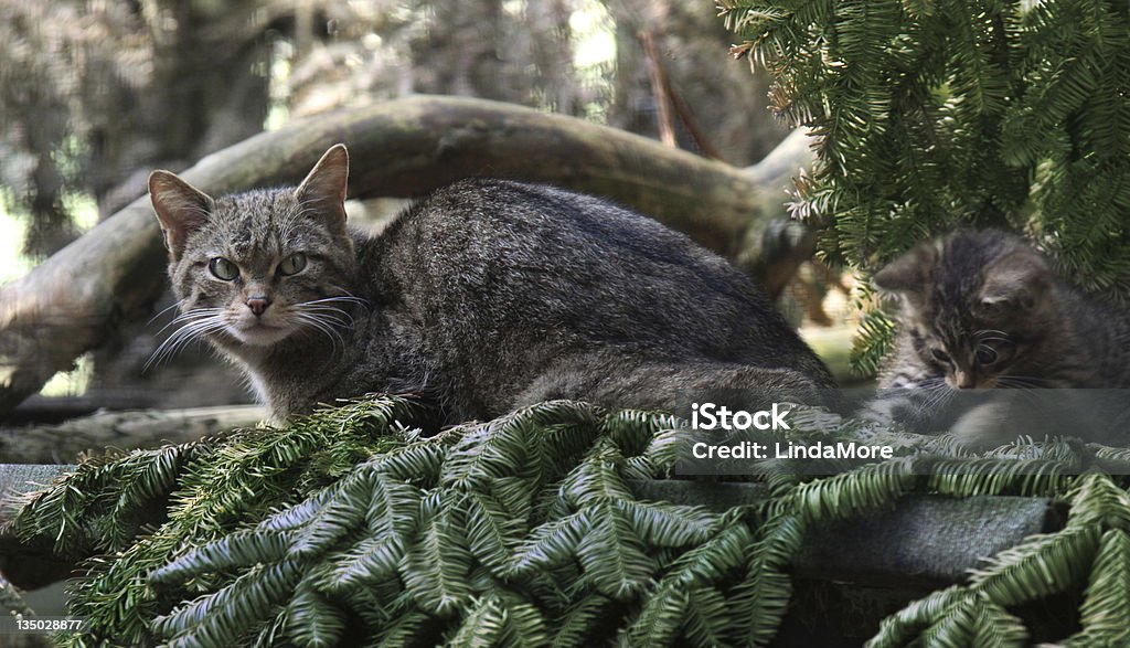 Scottish Wildcat Matka i Kociak - Zbiór zdjęć royalty-free (Scottish Żbik)