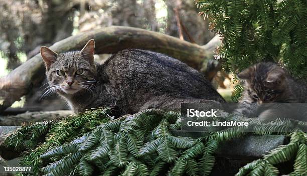 Scottish Wildcat Matka I Kociak - zdjęcia stockowe i więcej obrazów Scottish Żbik - Scottish Żbik, Kociak, Sosna - Drzewo iglaste