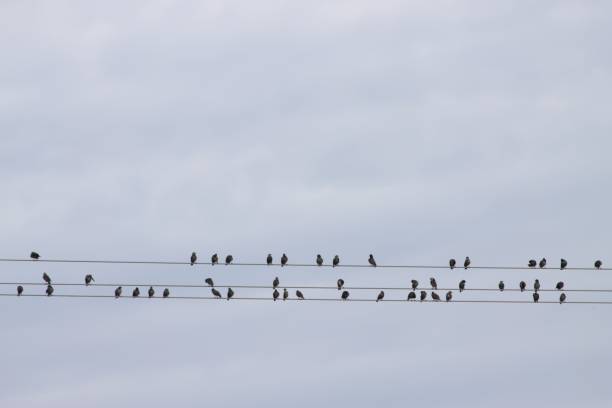istock Flock of starlings on a power line 1350289524